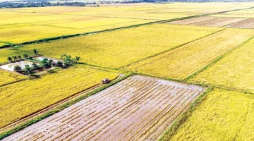 زراعة 55 ألف هكتار من الأرز منخفض الانبعاثات لتعزيز الإنتاج الزراعي المستدام